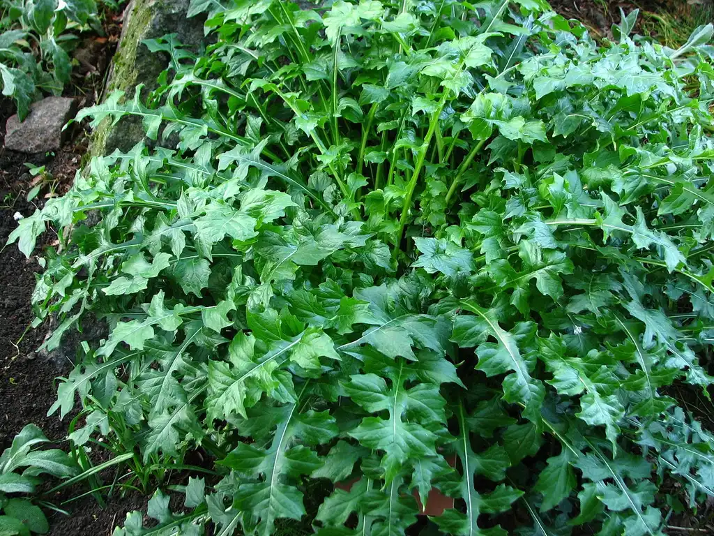 Photo of Acanthus mollis - Form:Kor!An