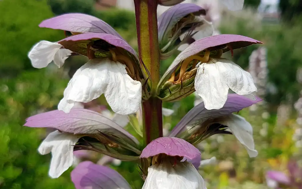 Photo of Acanthus mollis - Close up of flower:Joan Simon