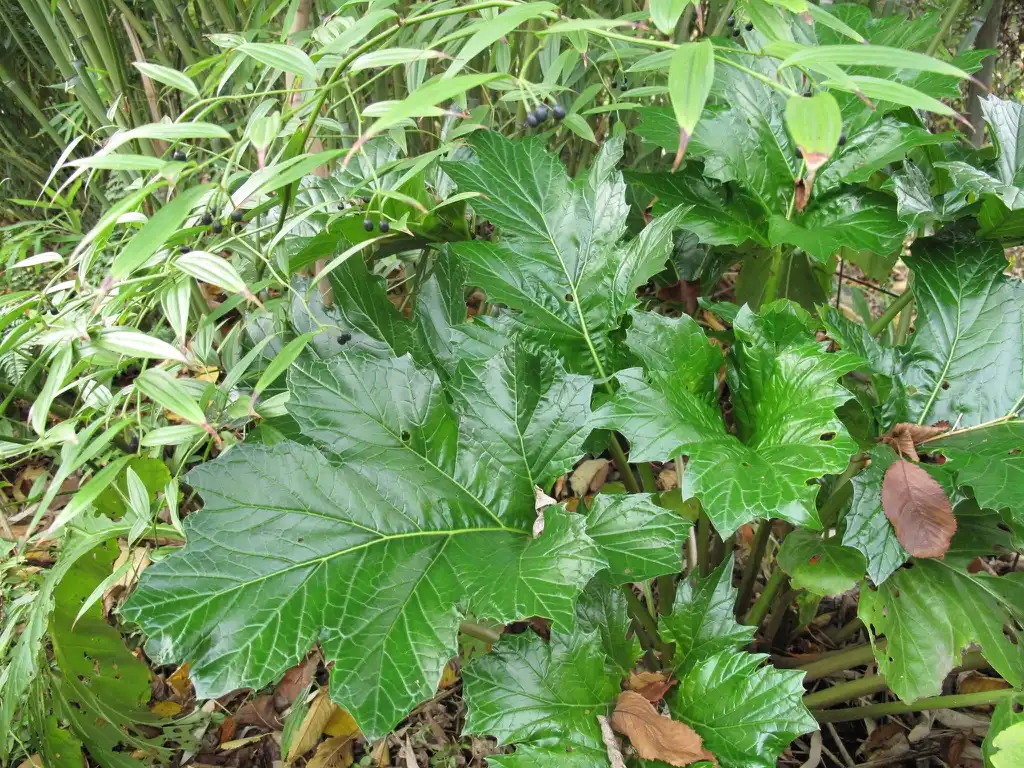 Photo of Acanthus mollis - Leaf closeup:Megan Hansen