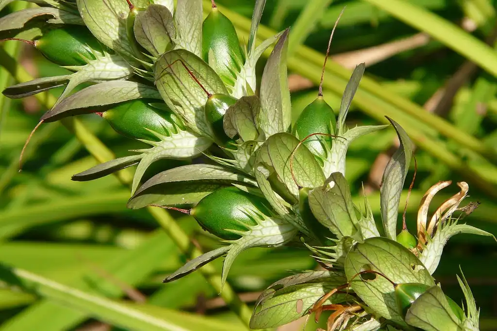 Photo of Acanthus mollis - Fruit:Schnobby