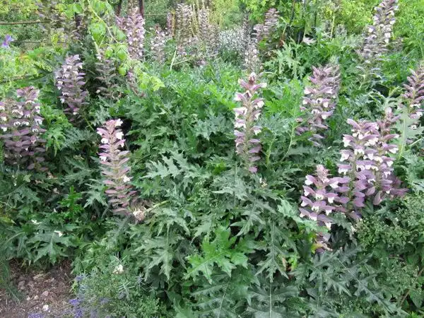 Фото Acanthus spinosus (Acanthus spinosuss)