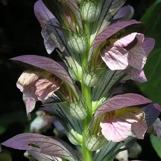Фото Acanthus spinosus (Acanthus spinosuss)