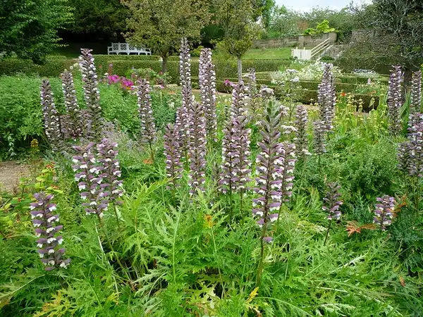 Фото Acanthus spinosus - Acanthus spinosus:David Edwards