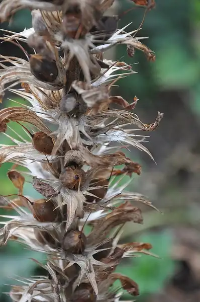 Фото Acanthus spinosus - Acanthus spinosus dry seed pods:J Biochemist