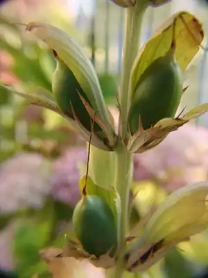 Фото Acanthus spinosus - Acanthus spinosus:Ezequiel Coelho