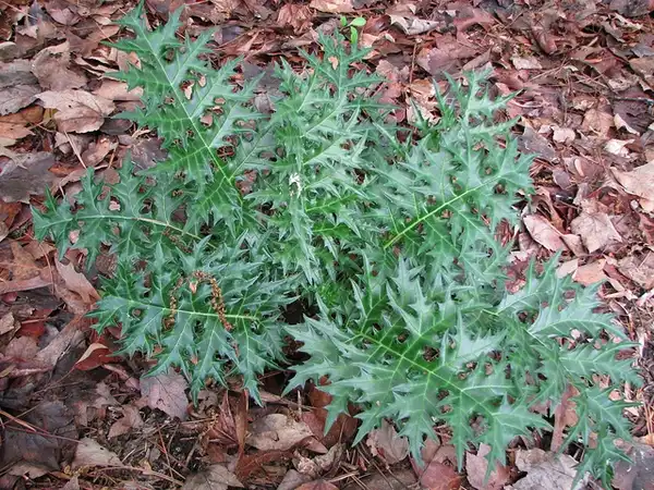 Фото Acanthus spinosus - Acanthus spinosus leaves:Sarah's Yard