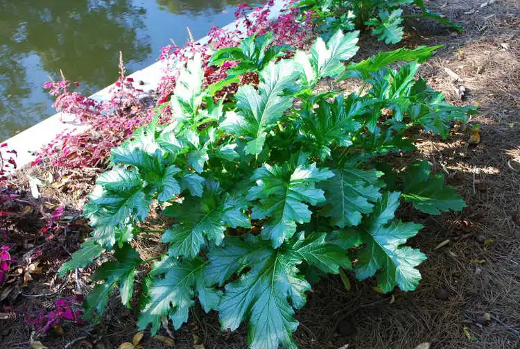 Foto de Acanthus 'Summer Beauty' (Acanthus 'Summer Beauty's)