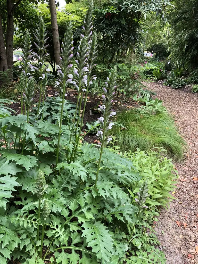 Foto de Acanthus 'Summer Beauty' (Acanthus 'Summer Beauty's)