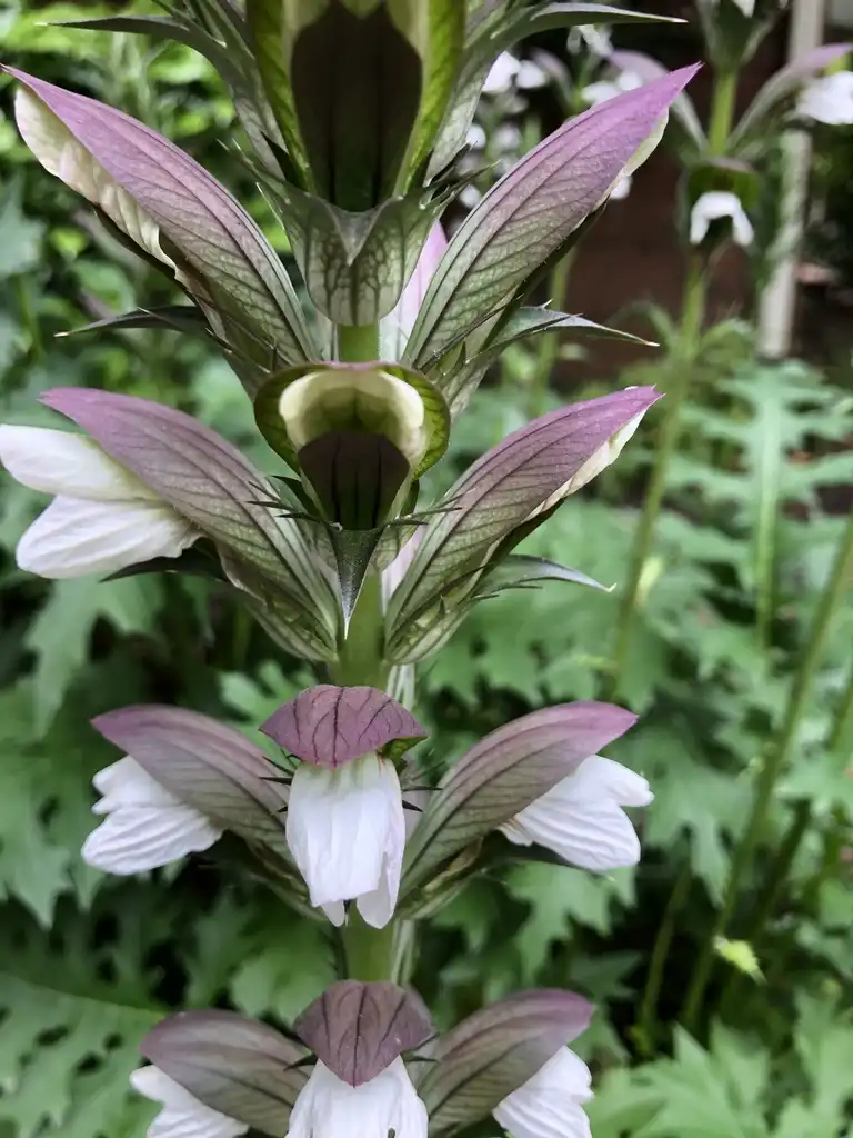 Foto de Acanthus 'Summer Beauty' - Flower Close-up (Wake County, NC):Cathy Dewitt