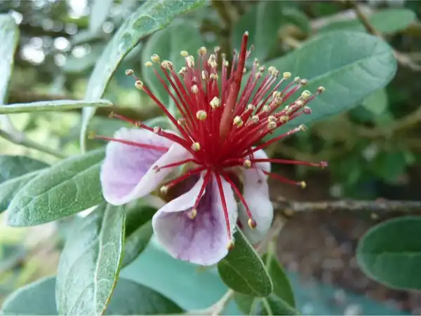 Photo of Acca sellowiana (Acca sellowianas)