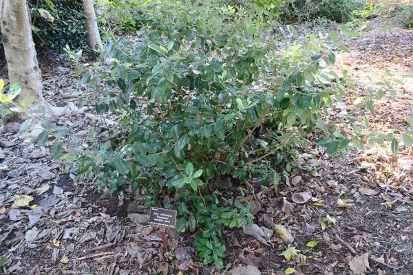 Photo of Acca sellowiana - Whole plant:J.C. Raulston Arboretum