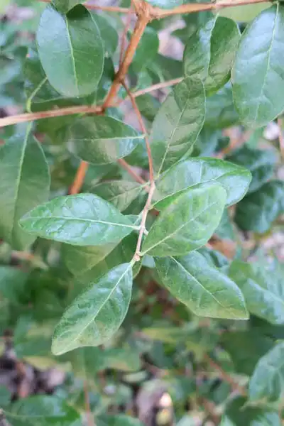 Photo of Acca sellowiana - Leaves:J.C. Raulston Arboretum