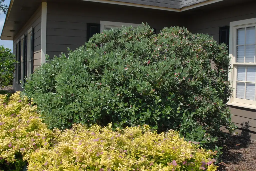 Photo of Acca sellowiana - Feijoa sellowiana Form:Jim Robbins