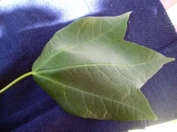 Photo of Acer buergerianum (Acer buergerianums)