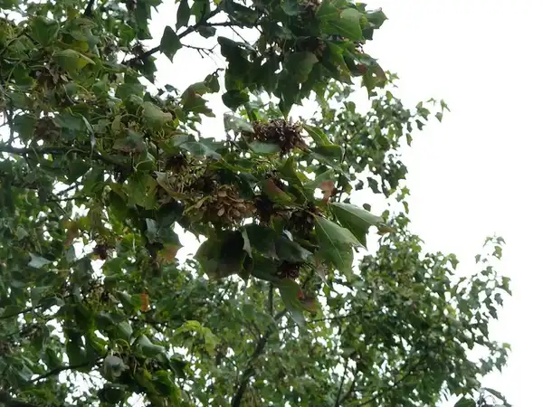 Photo of Acer buergerianum (Acer buergerianums)