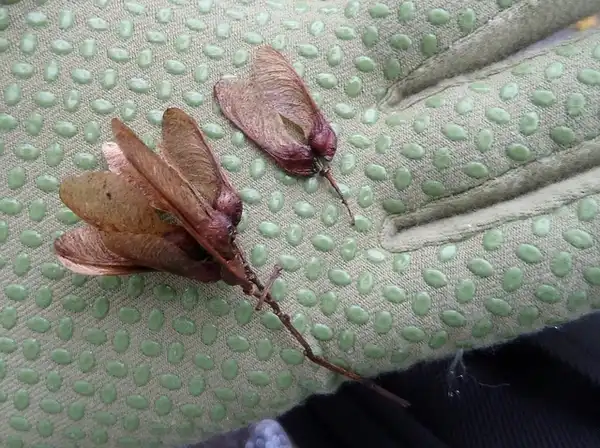 Photo of Acer buergerianum - Samaras, winged fruits:Wendy Cutler