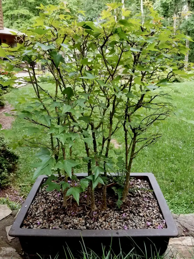 Photo of Acer buergerianum - As bonsai:Cindy Scott