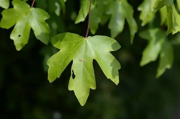 Photo of Acer campestre (Acer campestres)