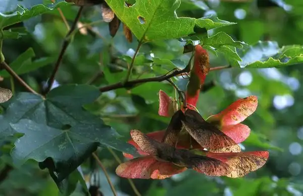Photo of Acer campestre (Acer campestres)