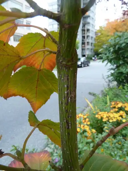 Фото Acer capillipes (Acer capillipess)