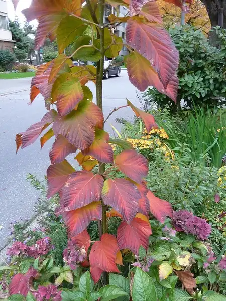 Фото Acer capillipes (Acer capillipess)
