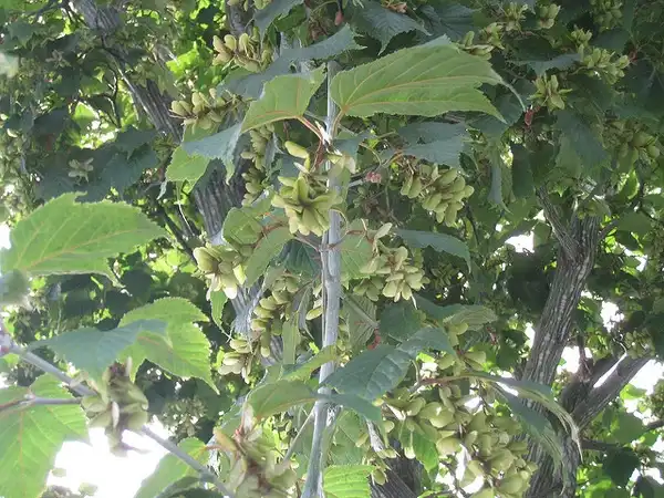 Фото Acer capillipes - Acer capillipes samaras in tree:Wendy Cutler