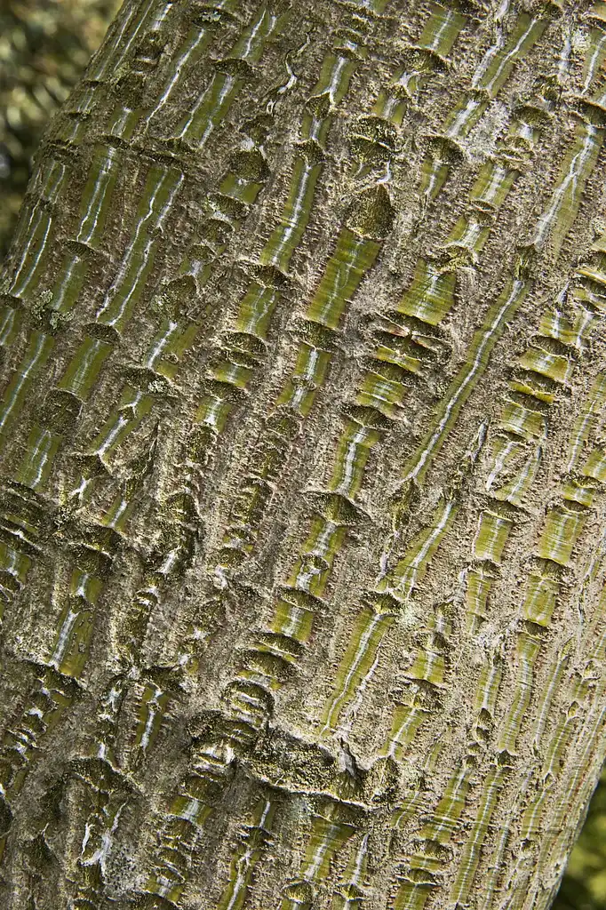 Фото Acer capillipes - Acer capillipes (Snakebark Maple):MichaelMaggs