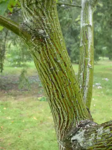 Фото Acer capillipes - Acer capillipes bark:Abrahami