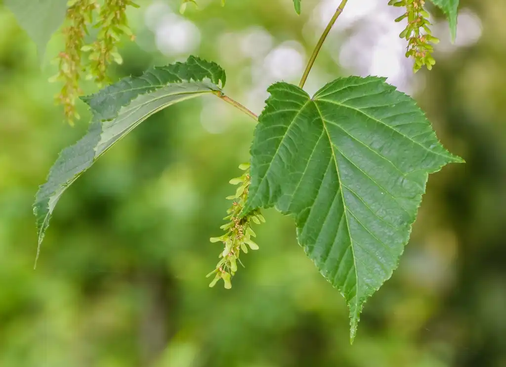 Фото Acer capillipes - Acer capillipes flowers and leaves:Krzysztof Golik