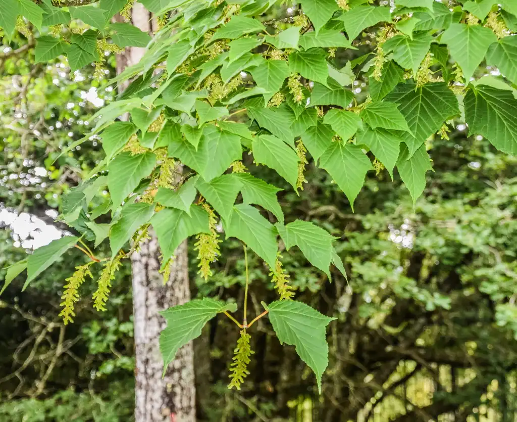 Фото Acer capillipes - Acer capillipes leaves:Krzysztof Golik