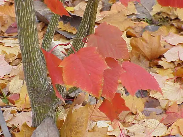 Фото Acer capillipes - Acer capillipes fall color:Kurt Stüber