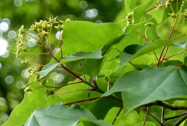 Photo of Acer cappadocicum (Acer cappadocicums)