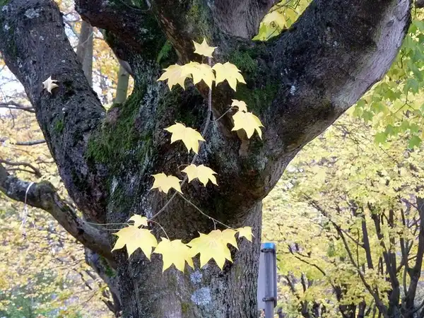 Photo of Acer cappadocicum (Acer cappadocicums)
