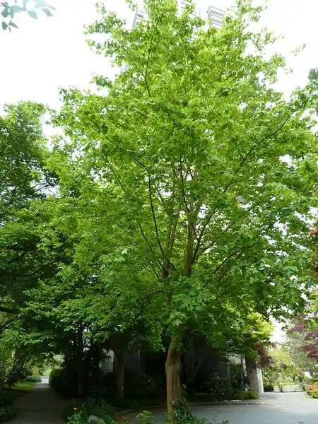 Photo of Acer cappadocicum - Acer cappadocicum tree:Wendy Cutler