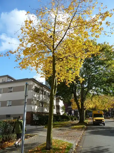 Photo of Acer cappadocicum - Acer cappadocicum tree fall color:Wendy Cutler