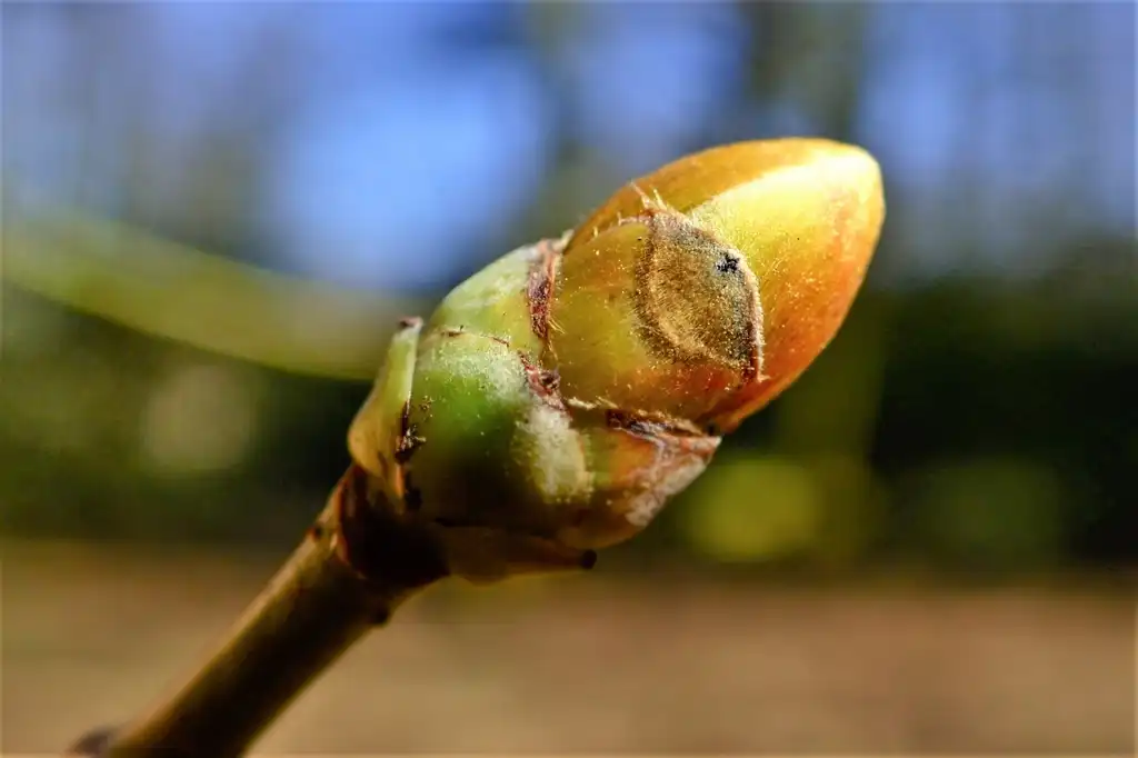 Photo of Acer cappadocicum - Acer cappadocicum bud:Krzysztof Ziarnek, Kenraiz