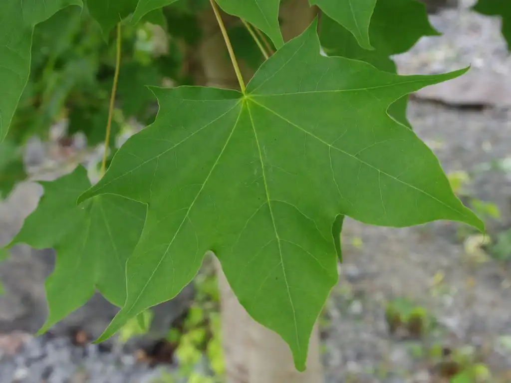Photo of Acer cappadocicum - Acer cappadocicum leaf:El Grafo