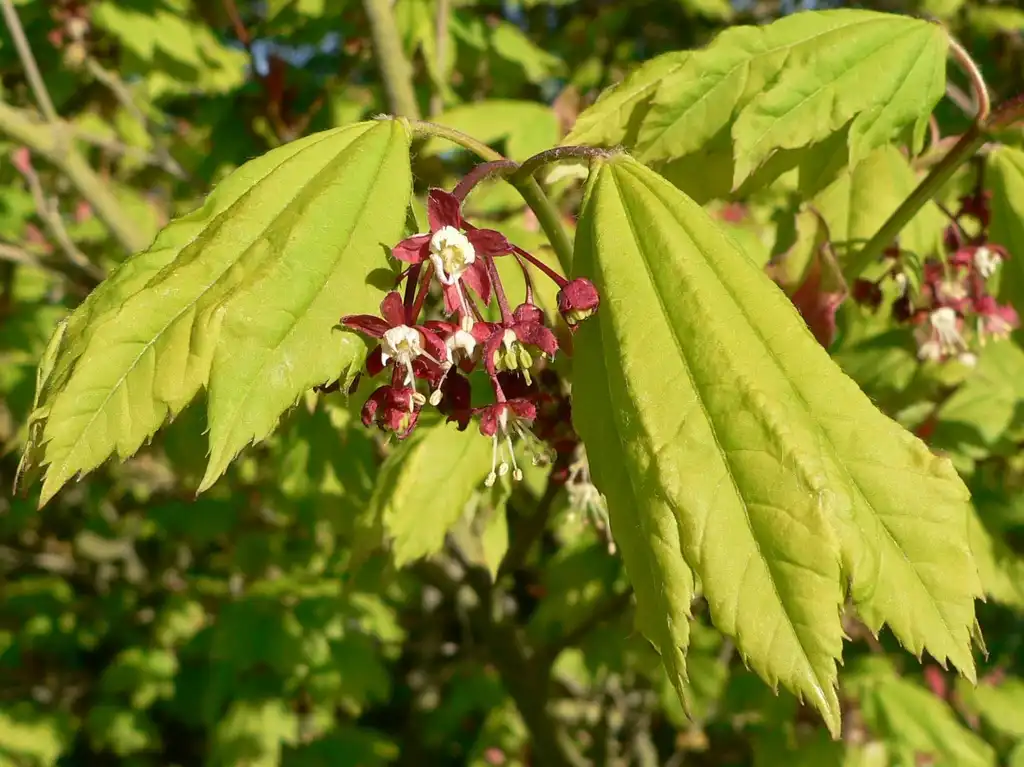 Photo of Acer circinatum (Acer circinatums)