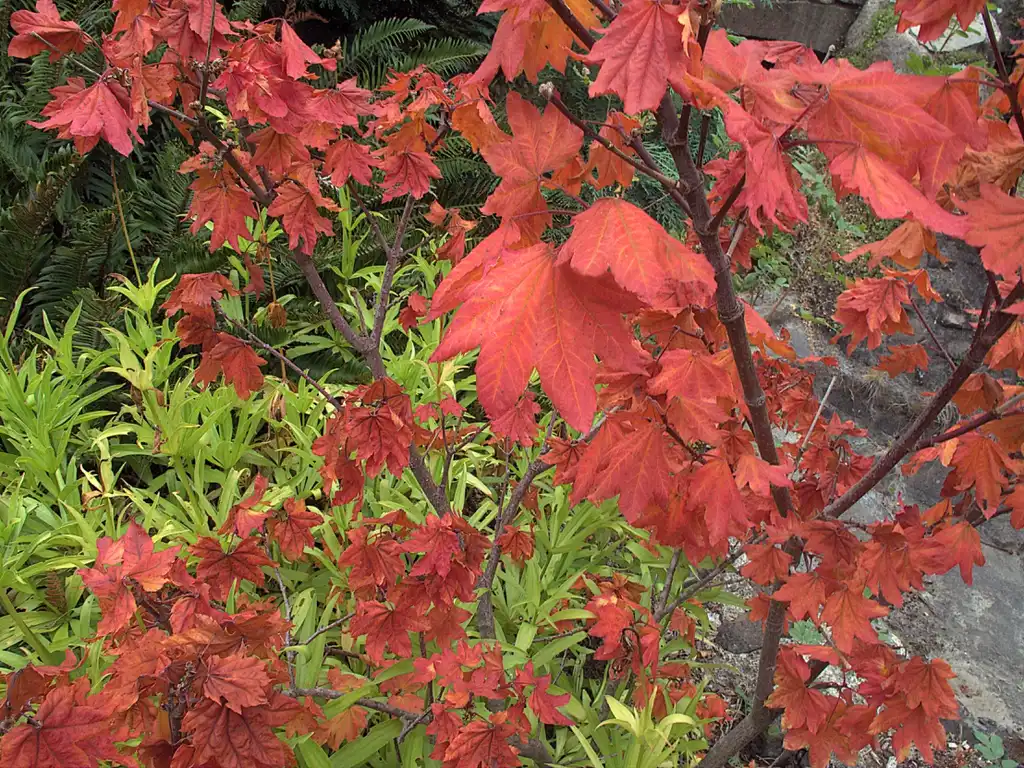 Photo of Acer circinatum (Acer circinatums)