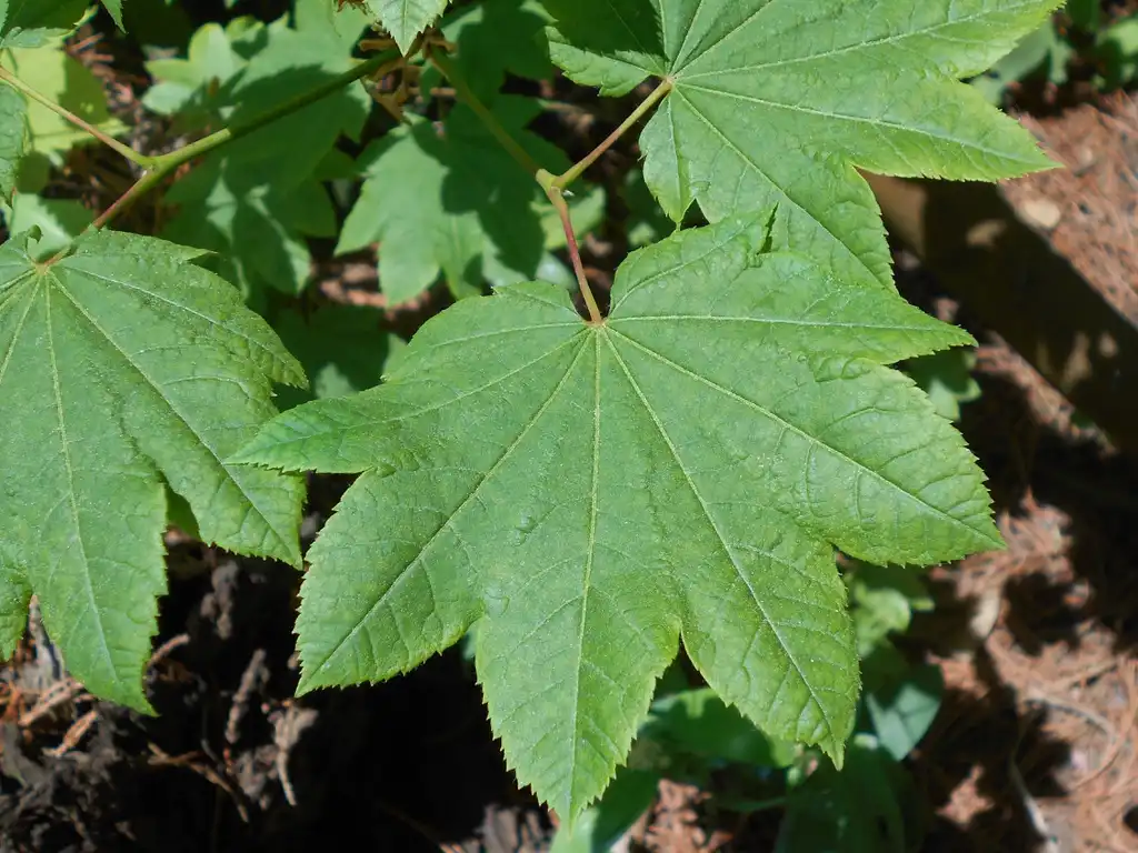 Photo of Acer circinatum - Close up of leaf:Salicyna