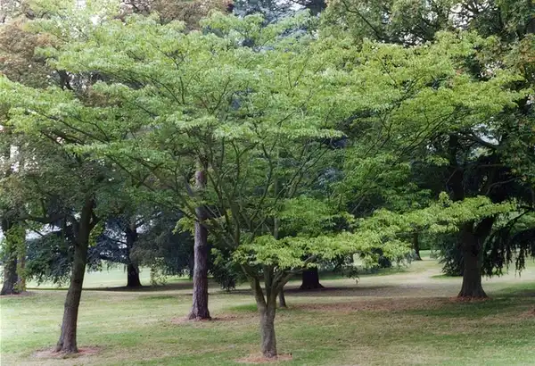 Фото Acer cissifolium (Acer cissifoliums)