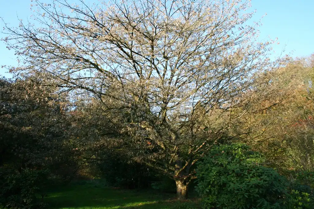 Фото Acer cissifolium (Acer cissifoliums)
