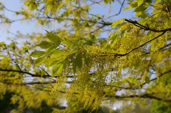 Фото Acer cissifolium - Acer cissifolium flowers:debs-eye