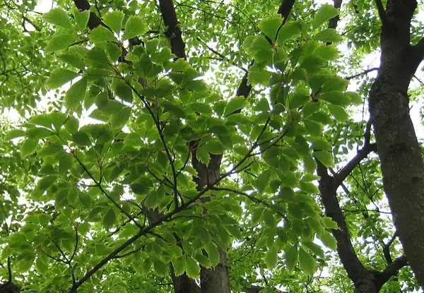 Фото Acer cissifolium - Acer cissifolium foliage:Wendy Cutler