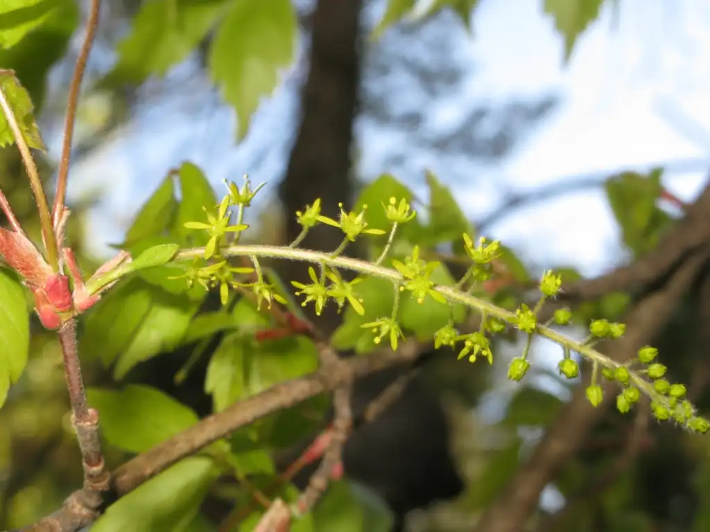 Фото Acer cissifolium - Acer cissifolium:Qwert1234