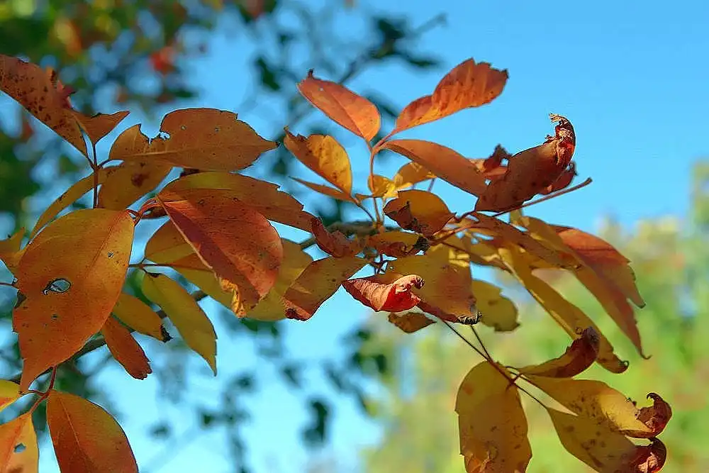 Фото Acer cissifolium - Acer cissifolium henryi:David J. Stang