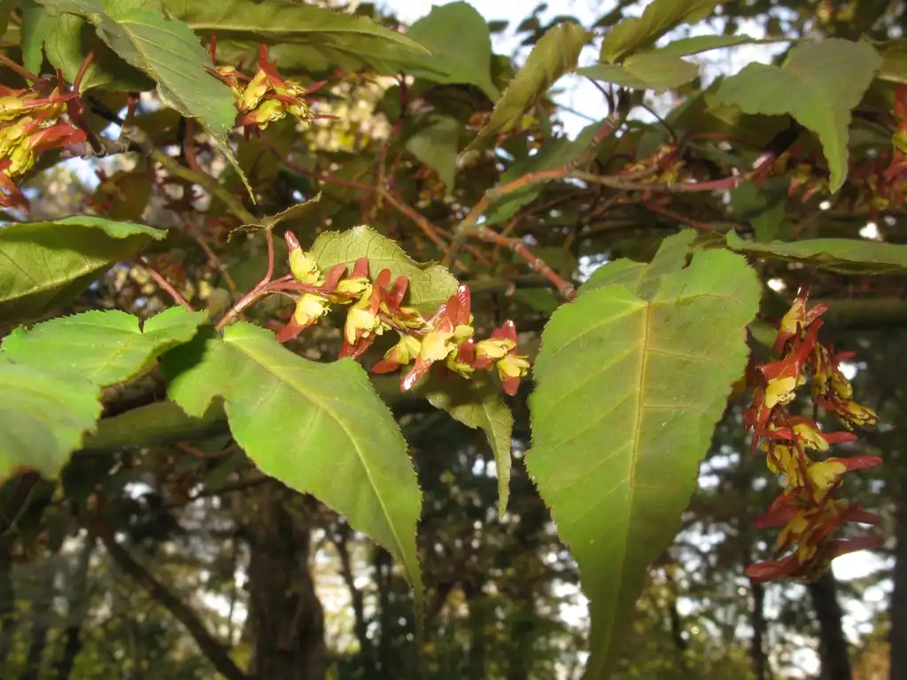 Photo of Acer crataegifolium (Acer crataegifoliums)
