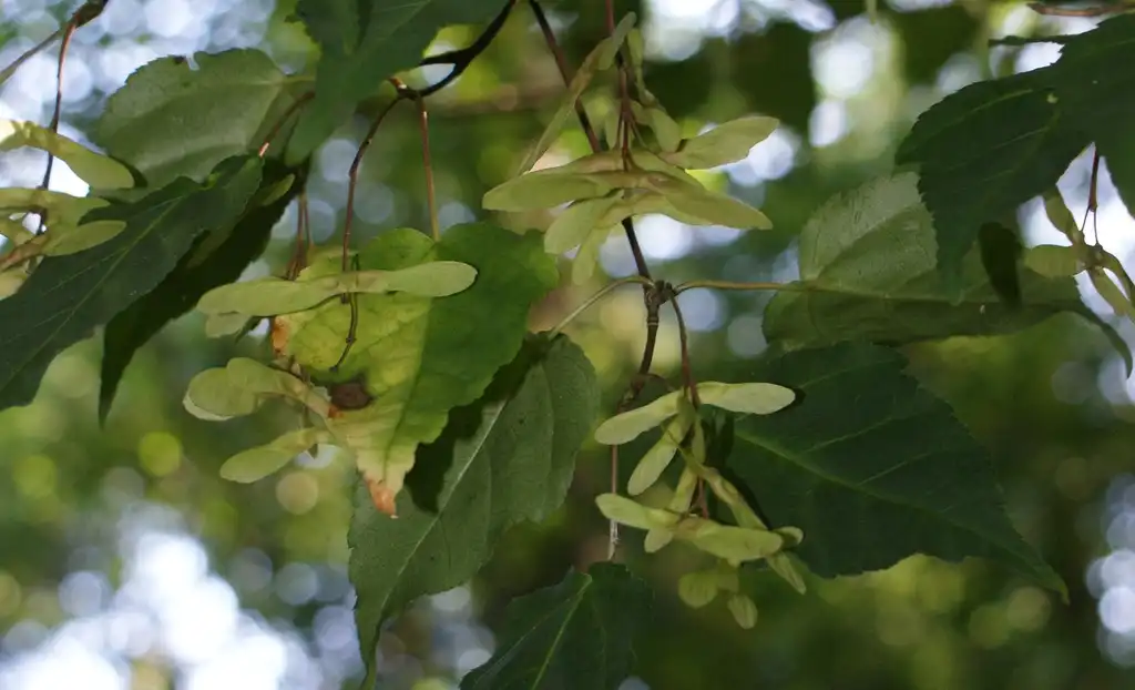 Photo of Acer crataegifolium (Acer crataegifoliums)