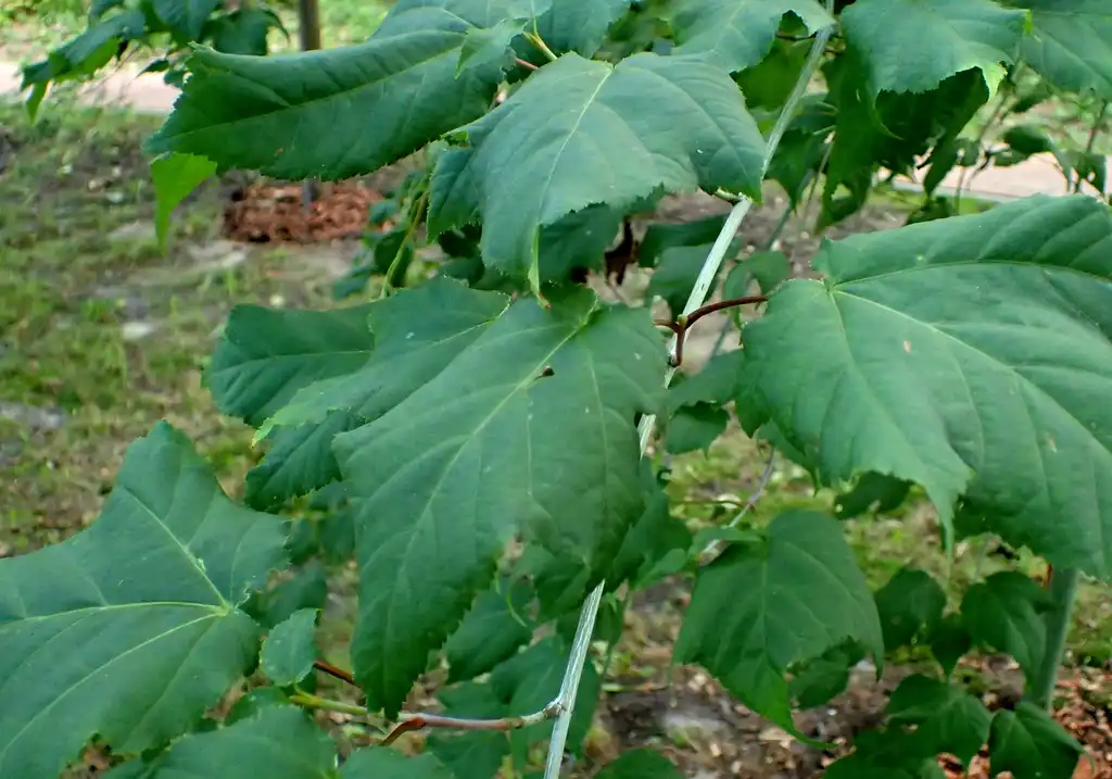 Photo of Acer crataegifolium - Acer crataegifolium leaves:Krzysztof Ziarnek, Kenraiz