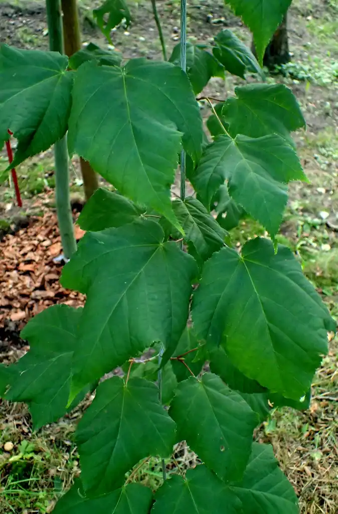 Photo of Acer crataegifolium - Acer crataegifolium:Krzysztof Ziarnek, Kenraiz